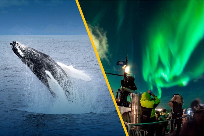 Iceland Super Saver: Northern Lights Cruise plus Whale-Watching Tour from Reykjavik - Who will get the most from this experience?