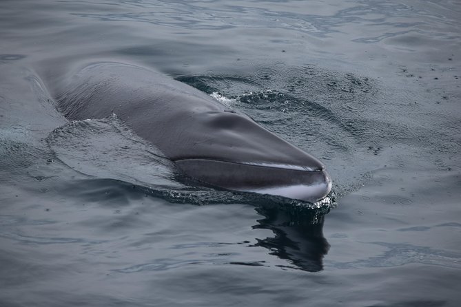 Iceland Super Saver: Northern Lights Cruise plus Whale-Watching Tour from Reykjavik - Leaving Reykjavik’s Old Harbour for Faxaflói Bay