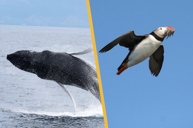 Iceland Super Saver: Puffin Cruise plus Whale-Watching Tour from Reykjavik - The whale-watching cruise across Faxaflói Bay