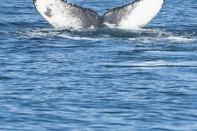 Iceland Super Saver: Puffin Cruise plus Whale-Watching Tour from Reykjavik - Flexible order, separate boats, and timing