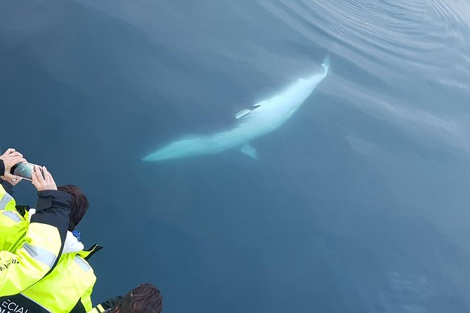 Iceland Super Saver: Puffin Cruise plus Whale-Watching Tour from Reykjavik - How to make the most of the four and a half hours