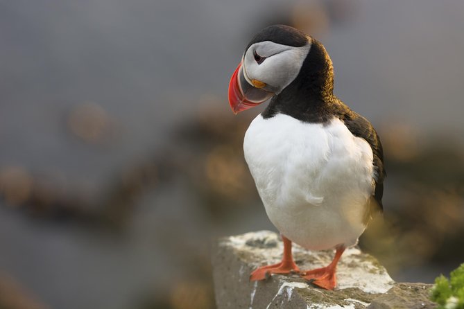 Iceland Super Saver: Puffin Cruise plus Whale-Watching Tour from Reykjavik - Who should book this combination