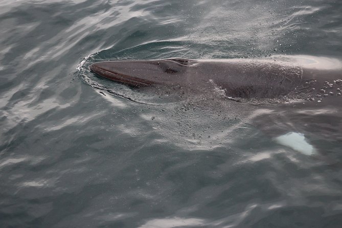 Icelandic Horse Riding and Whale Watching Cruise from Reykjavík - Two Iceland classics in one eight-hour day