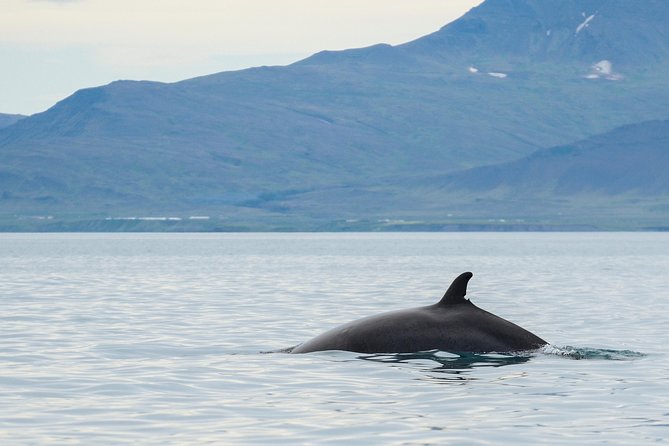Icelandic Horse Riding and Whale Watching Cruise from Reykjavík - Whales are possible, not promised