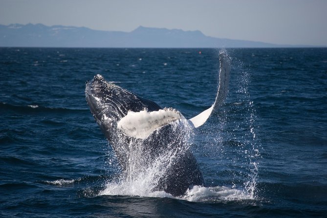 Icelandic Horse Riding and Whale Watching Cruise from Reykjavík - Is $280 a good value?