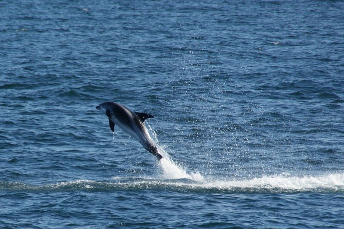 Icelandic Horse Riding and Whale Watching Cruise from Reykjavík - Clothing, age, and practical limits