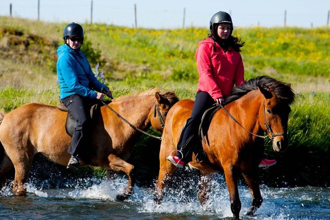 Icelandic Horse Riding and Whale Watching Cruise from Reykjavík - Who should book this combination?