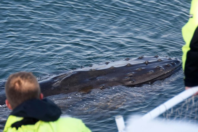 Icelandic Horse Riding and Whale Watching Tour from Reykjavik - The gap between saddle and sea