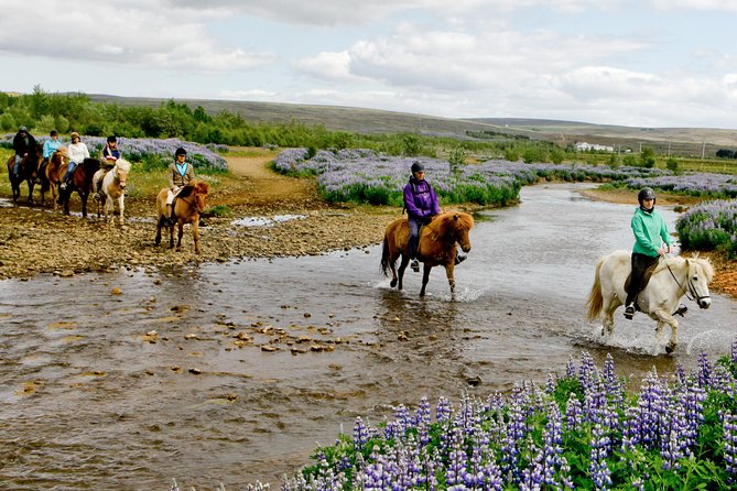Icelandic Horseback Riding Tour Including Pick Up from Reykjavik - Why this horse ride works so well from Reykjavik
