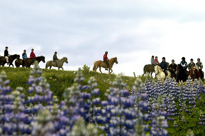 Icelandic Horseback Riding Tour Including Pick Up from Reykjavik - Riding Icelandic horses through open country