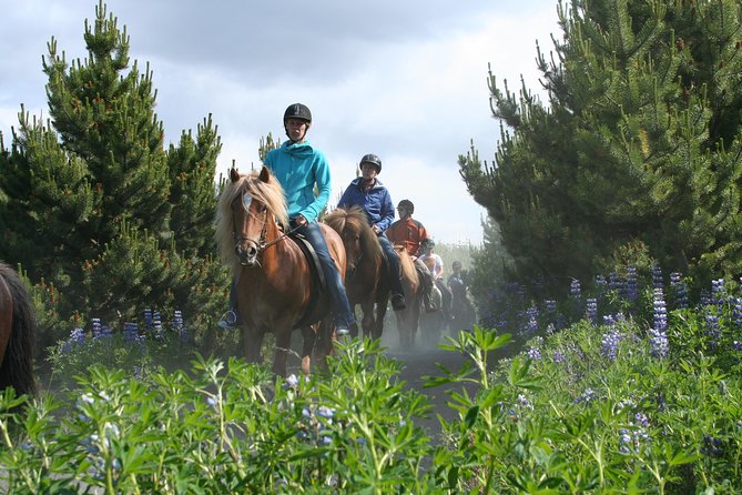 Icelandic Horseback Riding Tour with Pickup Option from Reykjavik - How the three riding groups change the experience