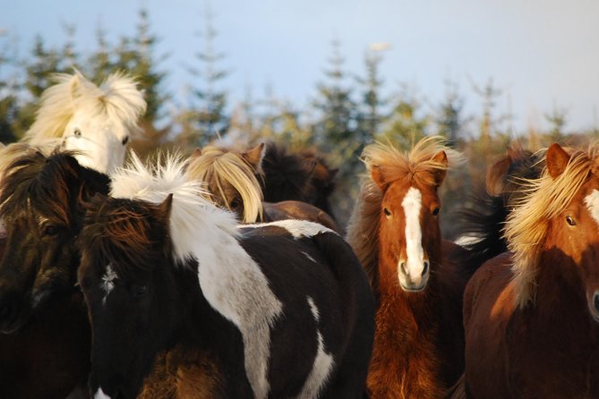 Icelandic Horseback Riding Tour with Pickup Option from Reykjavik - From Reykjavik to Ishestar in Hafnarfjörður