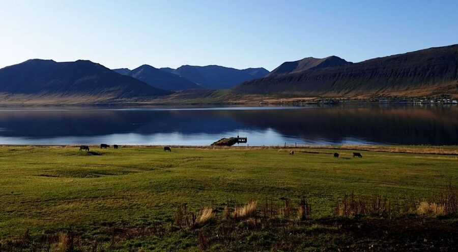 Isafjordur: Dynjandi Waterfall Tour and Icelandic Farm Visit - Guides who turn the bus ride into part of the tour