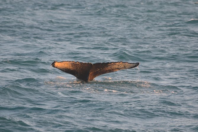 Magical Whales in the Midnight Sun | from Reykjavik - The onboard introduction to Iceland’s marine life
