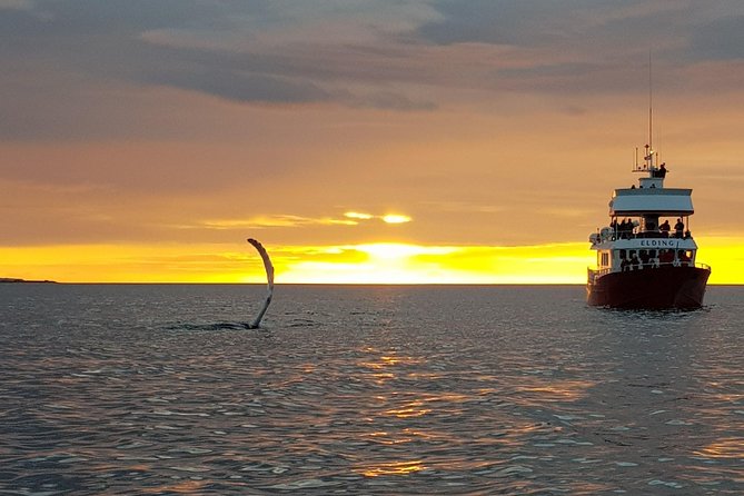 Magical Whales in the Midnight Sun | from Reykjavik - The wildlife you might see in Faxaflói Bay