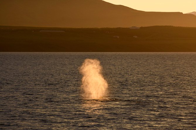Magical Whales in the Midnight Sun | from Reykjavik - Weather, seasickness, and the coveralls