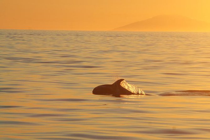 Magical Whales in the Midnight Sun | from Reykjavik - Starting at Elding’s Old Harbour base