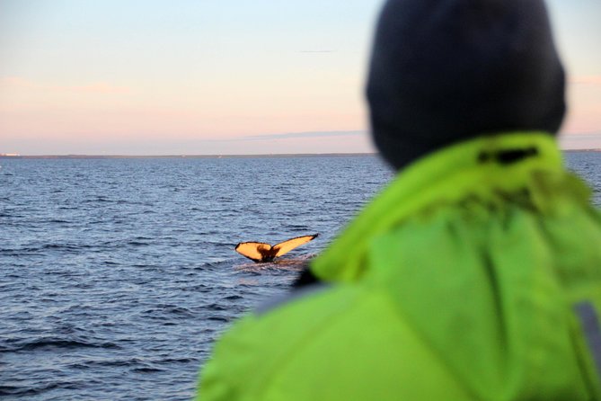 Midnight Sun Whale Watching from Reykjavik - Leaving Reykjavik at 9:00 pm
