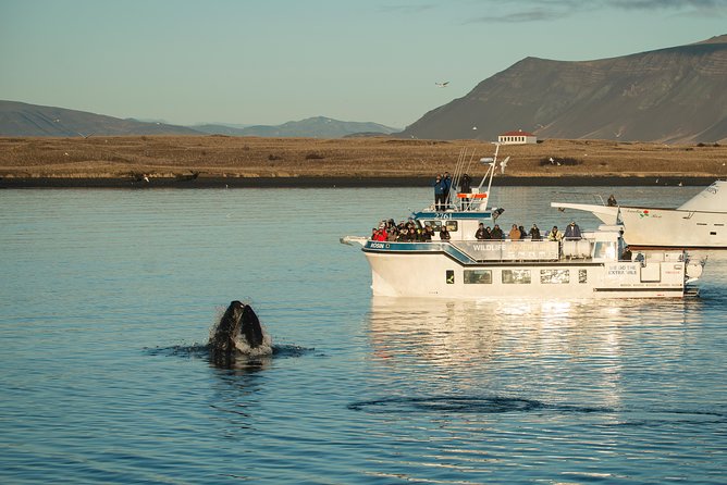 Midnight Sun Whale Watching from Reykjavik - Crossing Faxaflói Bay beneath the midnight sun