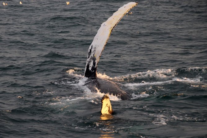 Midnight Sun Whale Watching from Reykjavik - The value of a $109.34 ticket