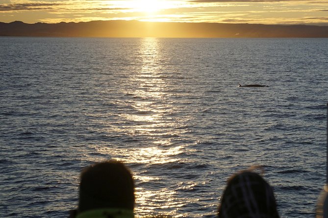 Midnight Sun Whale Watching from Reykjavik - Weather, cancellations, and the second-chance plan