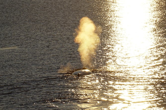 Midnight Sun Whale Watching from Reykjavik - Who will enjoy this outing most