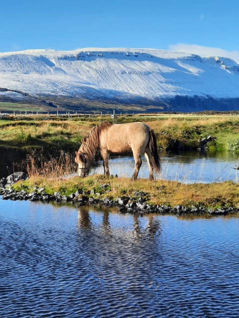 North Iceland: Horseback Riding Tour - Crossing water and volcanic ground