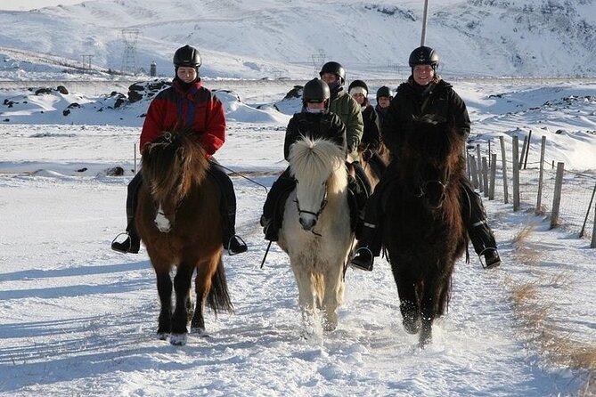 One-Hour Horseback Riding Tour in the Icelandic Countryside - Weather, clothing, and practical limits