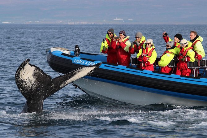 Original Big Whale Safari & Puffins Speedboat Tour from Húsavík - Setting out from Húsavík, Iceland’s whale-watching town
