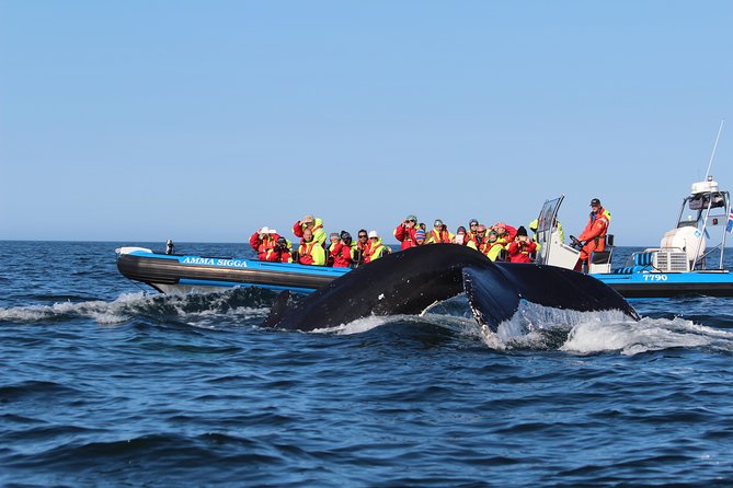 Original Big Whale Safari & Puffins Speedboat Tour from Húsavík - Puffin Island between April 15 and August 15