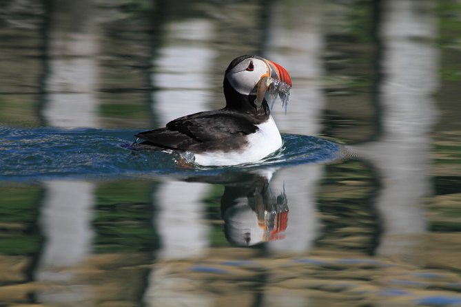 Original Big Whale Safari & Puffins Speedboat Tour from Húsavík - Guides, captains, and the value of local judgment