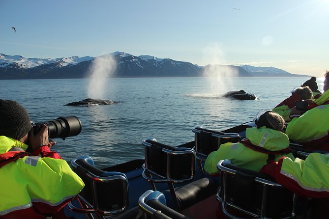 Original Big Whale Safari & Puffins Speedboat Tour from Húsavík - Price, timing, and what you receive for $180.27