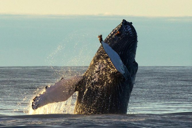 Original Big Whale Safari & Puffins Speedboat Tour from Húsavík - Weather, cancellations, and the practical details