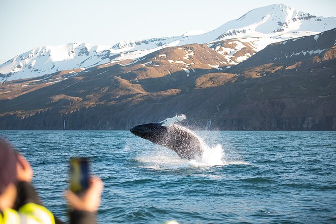 Original Carbon Neutral Whale Watching Tour from Húsavík - Why this Húsavík whale trip feels different