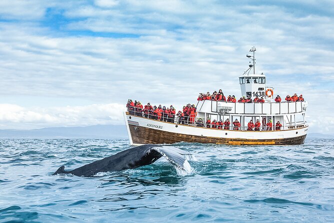 Original Carbon Neutral Whale Watching Tour from Húsavík - Searching for humpbacks and minke whales