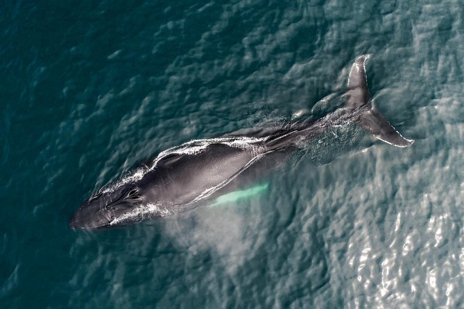 Original Carbon Neutral Whale Watching Tour from Húsavík - The value of a quiet, renewable-energy vessel