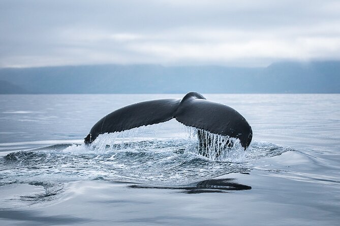 Original Carbon Neutral Whale Watching Tour from Húsavík - Hot chocolate, cinnamon buns, and the return to harbor