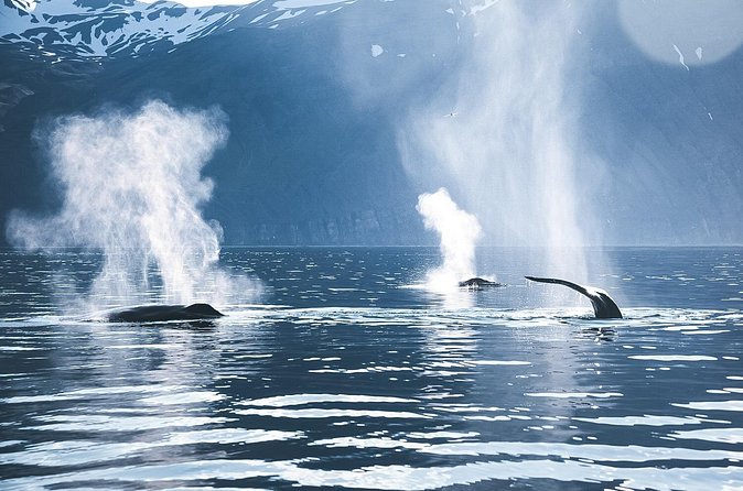 Original Carbon Neutral Whale Watching Tour from Húsavík - Weather, cancellations, and a backup plan