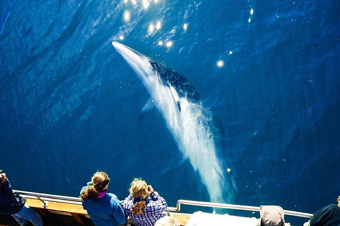 Original Carbon Neutral Whale Watching Tour from Húsavík - Leaving Garðarsbraut for Skjálfandi Bay