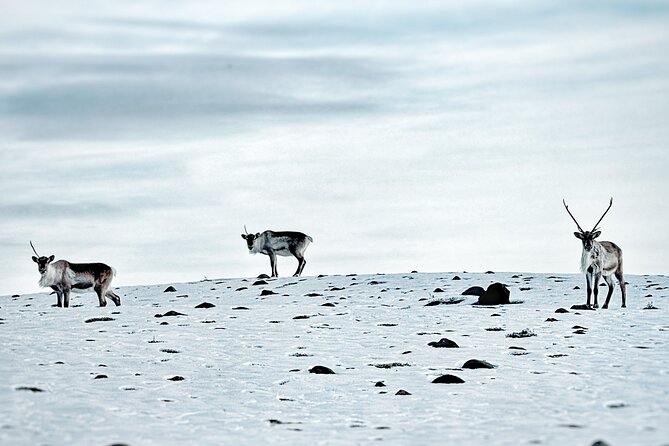 Premium Ice Cave Tour Vatnajokull Iceland - Is $266.05 a fair price?