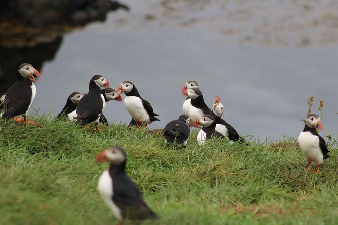 Premium Small-Group Puffin & Bird Watching tour from Reykjavík - Why this is one of Reykjavík’s better wildlife outings