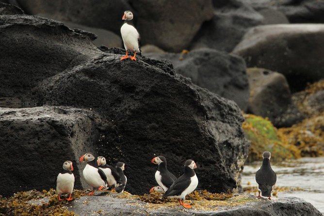 Premium Small-Group Puffin & Bird Watching tour from Reykjavík - Is the $105.22 price good value?