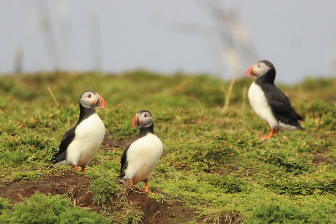 Premium Small-Group Puffin & Bird Watching tour from Reykjavík - What the custom RIB boat changes
