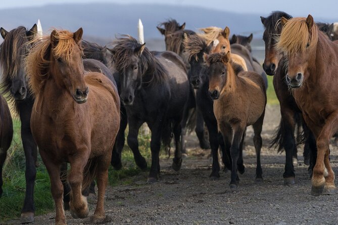Private Golden Circle Tour by Luxury SUV from Reykjavik - Gullfoss: Iceland’s great two-step waterfall