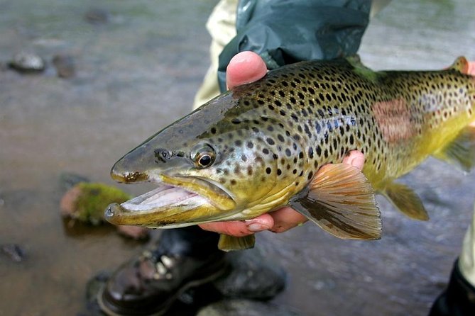 Private Lake and River Fishing Tour from Reykjavik - A fishing day with the Golden Circle as the approach