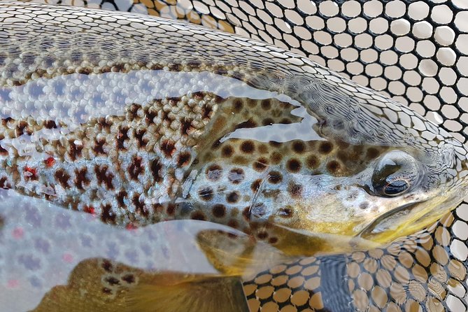 Private Lake and River Fishing Tour from Reykjavik - Why Arctic char may be the main catch