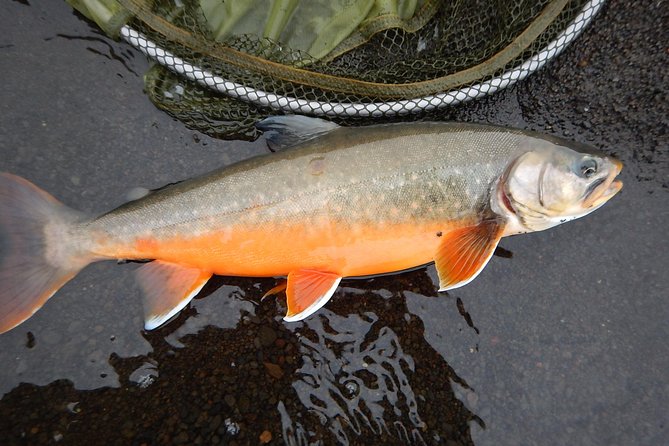 Private Lake and River Fishing Tour from Reykjavik - Learning with Baldur and a private guide