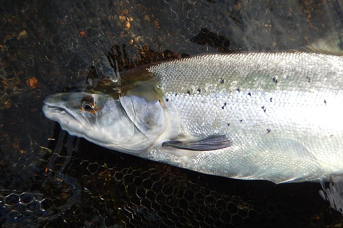 Private Lake and River Fishing Tour from Reykjavik - Price, value, and the right kind of day