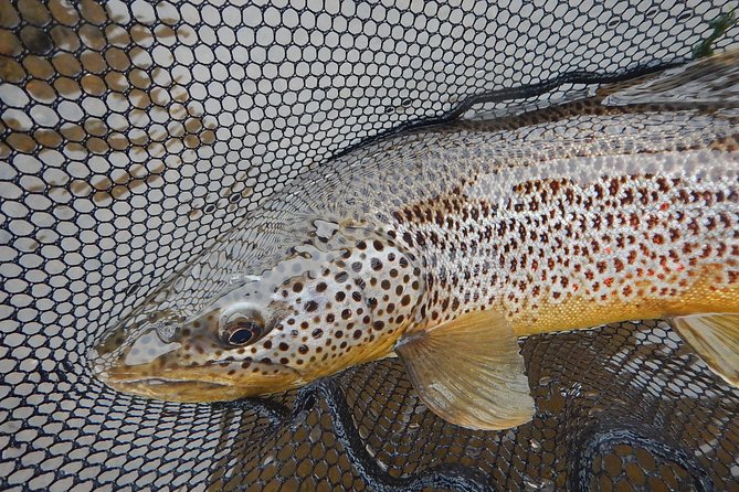 Private Lake and River Fishing Tour from Reykjavik - Who should book this fishing tour?