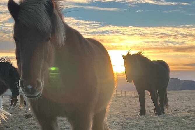 Private Reykjanes Peninsula Guided Tour - Seltun Shows Iceland’s Heat at Ground Level